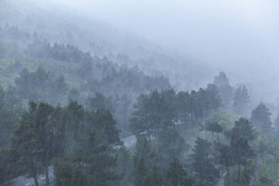 Trees in forest during foggy weather
