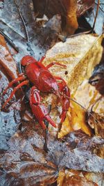 Close-up of red crab