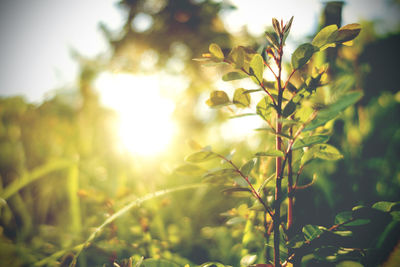 Close-up of plant growing on field against sky