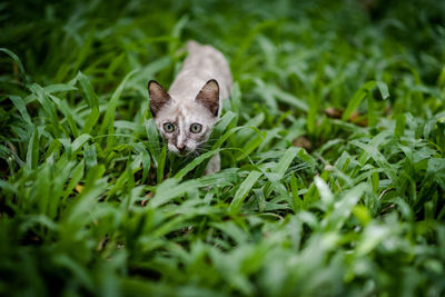 Portrait of cat on grass