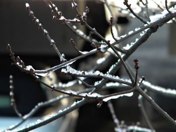 Close-up of snow on twig