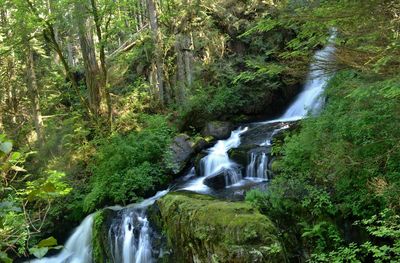 Scenic view of waterfall in forest