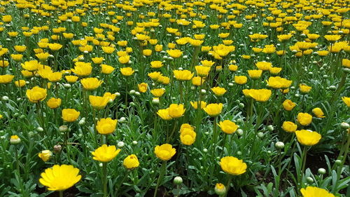 Yellow flowers blooming at park