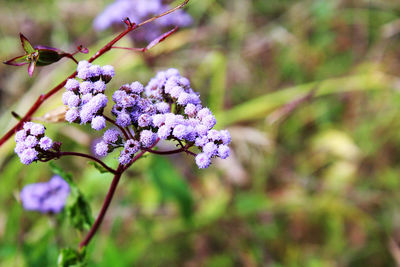 Close-up of fresh flowers on tree