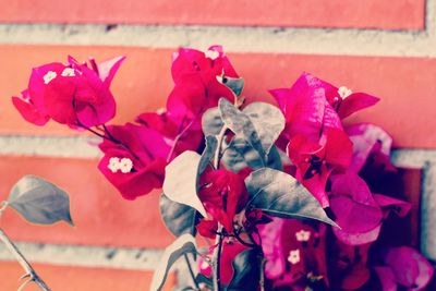 Close-up of red roses