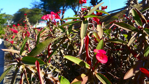 Close-up of plants against trees