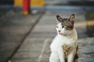 Cat looking away while sitting on footpath