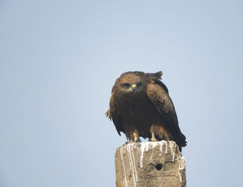 Close-up of eagle bird perching on cement post against clear sky