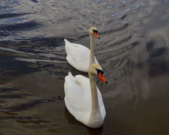 High angle view of swans swimming in lake