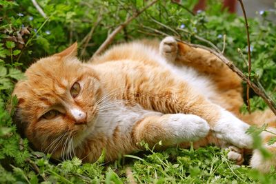 Full length of a cat lying on grass