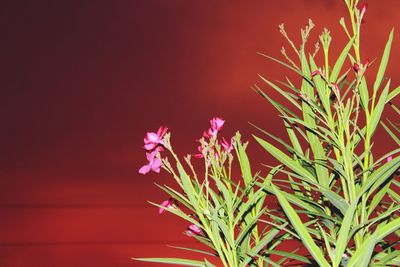 Close-up of red flowering plant