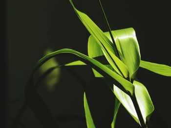 Close-up of sunlight falling on plant