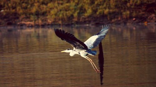 Close-up of bird flying over lake