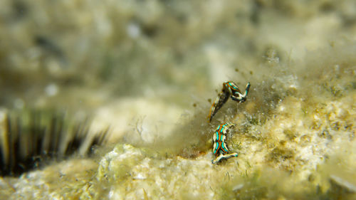 Close-up of insect on sea