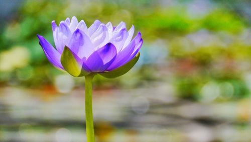 Close-up of purple flowering plant