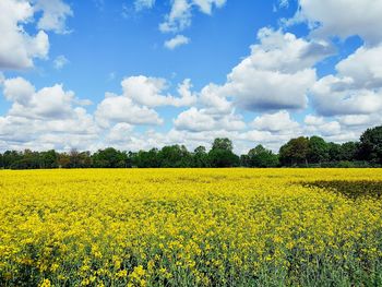 Scenic view of oilseed rape field against sky