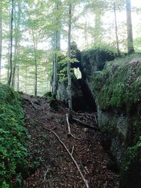 View of a horse in the forest