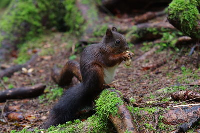 Close-up of squirrel on rock