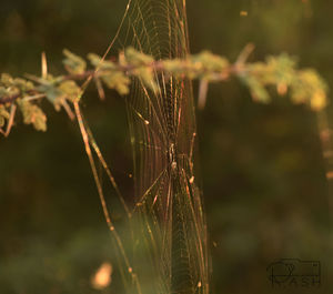 Close-up of spider web on plant