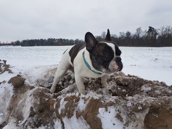 Dog on snow covered landscape against sky