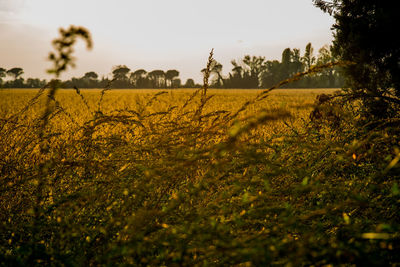 Scenic view of field against sky