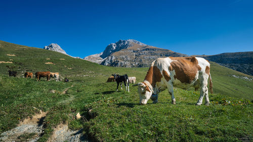 Cows n a northern italian pasture in the bergamo alps