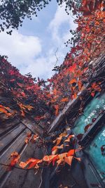 Low angle view of autumn trees against sky