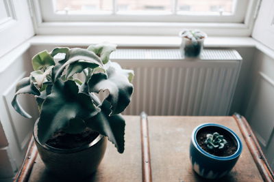 Potted plant on window sill