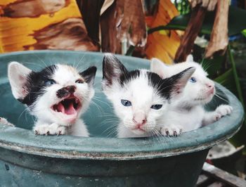 Close-up portrait of cats