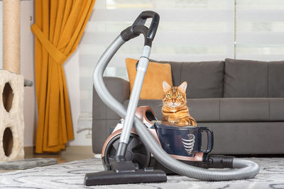 A bengal cat hides behind a vacuum cleaner in the living room. front view