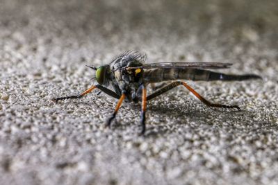 Close-up of insect on land