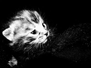 Close-up portrait of cat