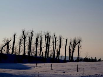 Bare trees on landscape against clear sky