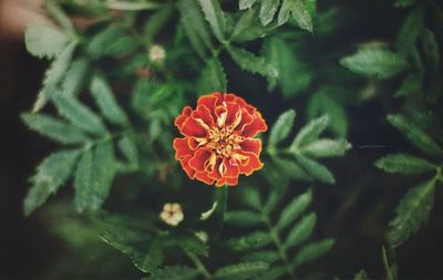 Close-up of red flower