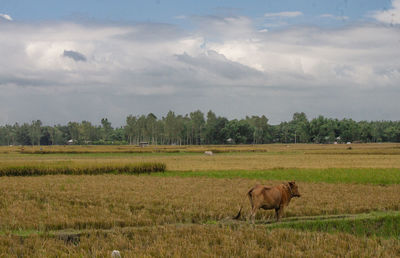 Sheep in a field