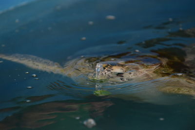 High angle view of turtle swimming in lake