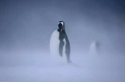 Full length of penguin on snow