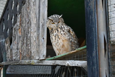 Close-up of bird perching on wooden post