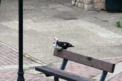 High angle view of bird sitting on bench