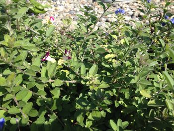 Full frame shot of plants