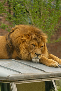 Close-up of a lion