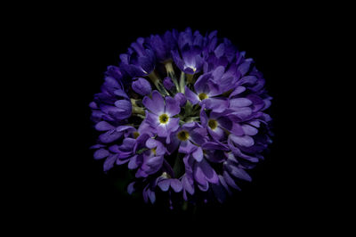 Close-up of purple flowers against black background