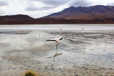 Panoramic view of lagoon laguna de canapa with flamingo at uyuni in bolivia,south america