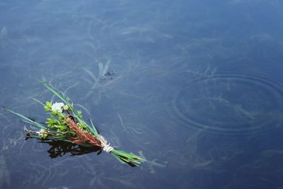 Flowers floating on water
