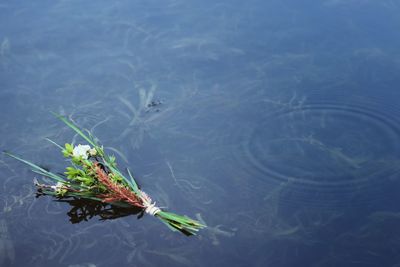 High angle view of turtle in lake