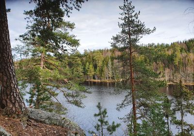 Scenic view of lake in forest against sky