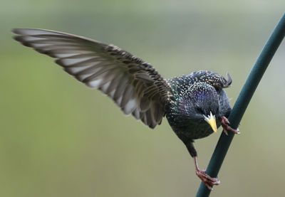 Wing up balanced on the perch