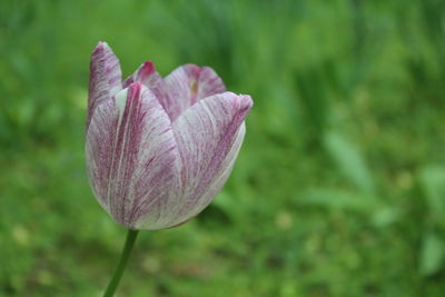 Close-up of pink flowering plant