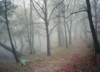 Trees in foggy weather