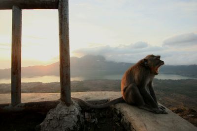 Monkey sitting on landscape against sky